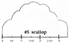 #5 scallop size